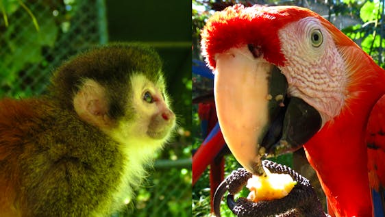 Santuario de Perezosos en Costa Rica Macaw & Animal Reserve Supporter
