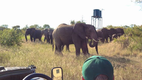 Vrijwilligerswerk met Afrikaanse olifanten Big 5 Wildlife Protection