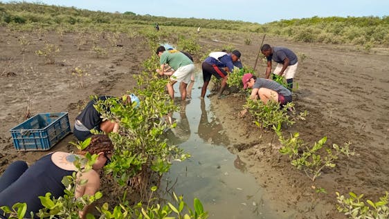 Mangrove reforestation