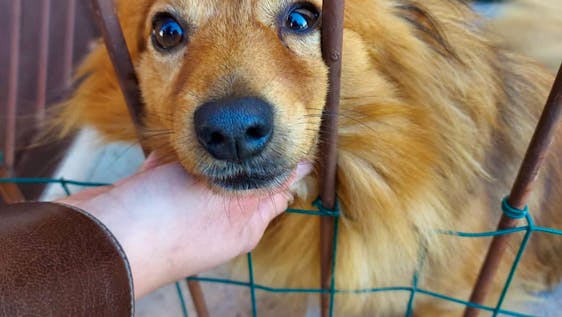 Volontariato con i cani Animal Care and Protection
