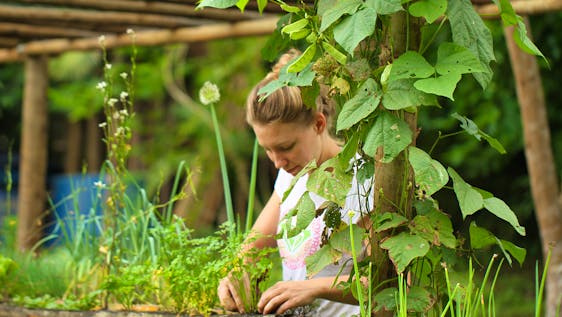 Voluntariado em um Projeto de Agricultura Sustentável Reserve Maintenance and Gardener