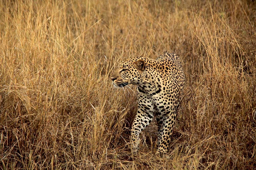 Support Women Initiatives Volunteer In Tanzania 2024   Safari   Leopard 10 