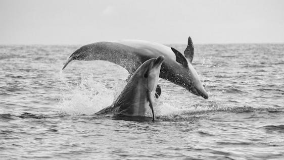 Voluntariado en Italia Cetaceans and Coastal Monitoring Course