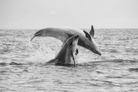  Cetaceans and Coastal Monitoring Week