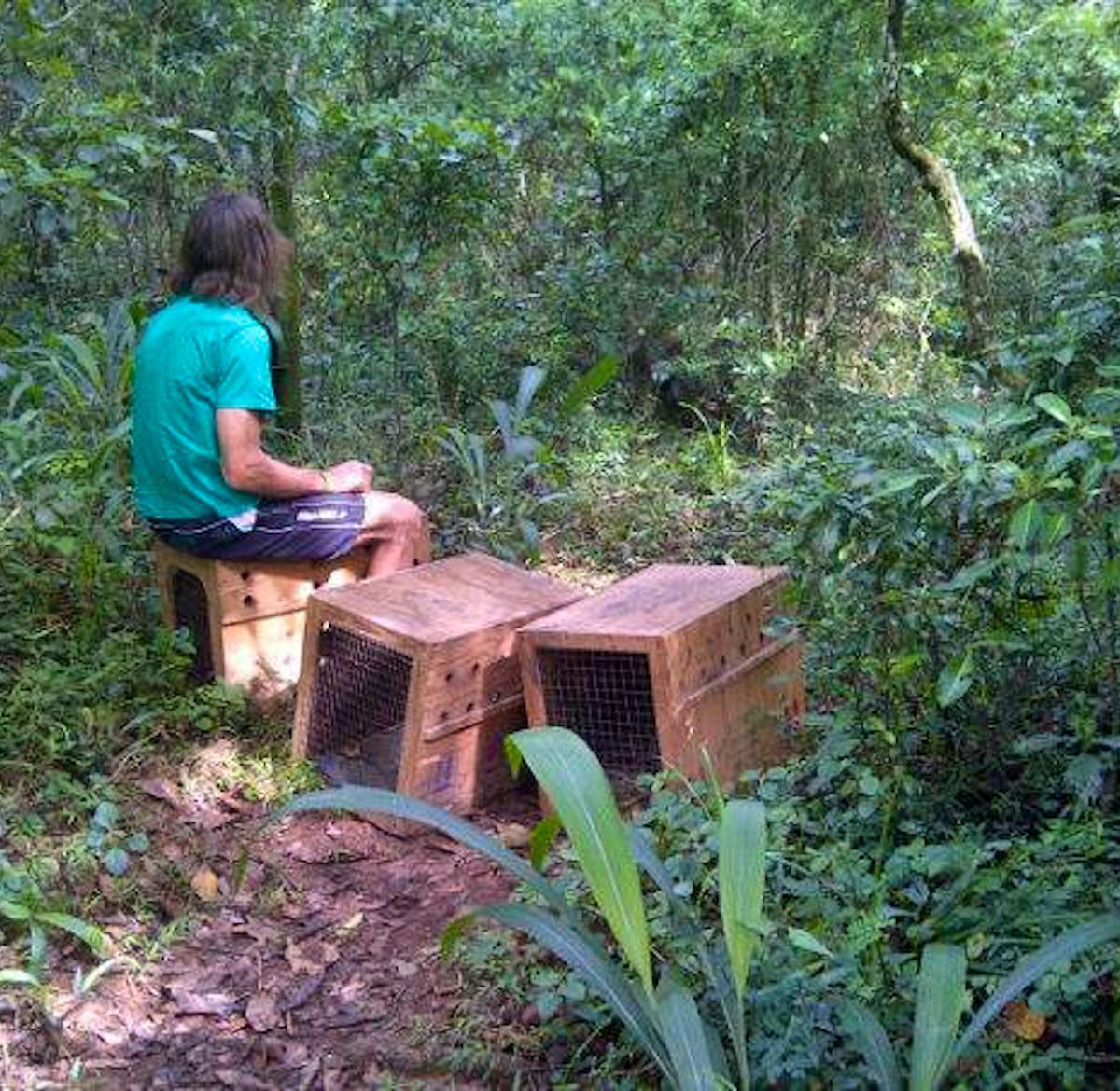 Vervet Monkey Rescue & Rehabilitation | Volunteer in South Africa 2024