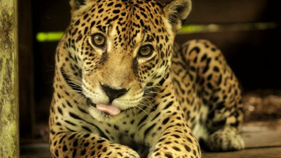 Jaguar Conservation Volunteer Care for Rescued Wildlife