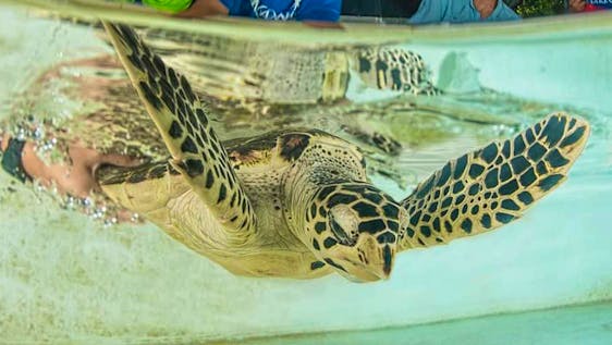 Coastal Sea Turtle Conservation