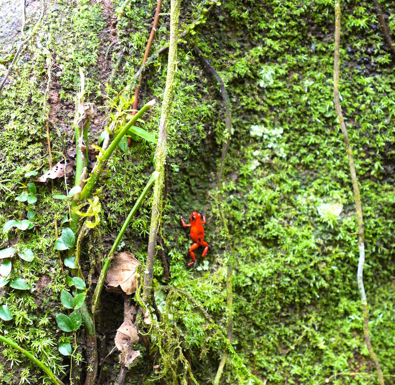 Rainforest Lodge Volunteer in Costa Rica 2025