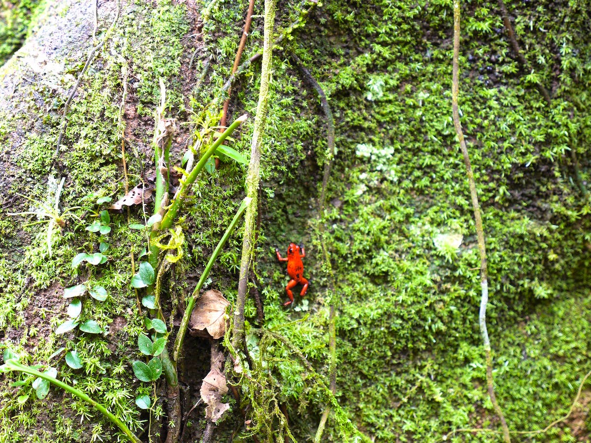 Rainforest Lodge Volunteer in Costa Rica 2024