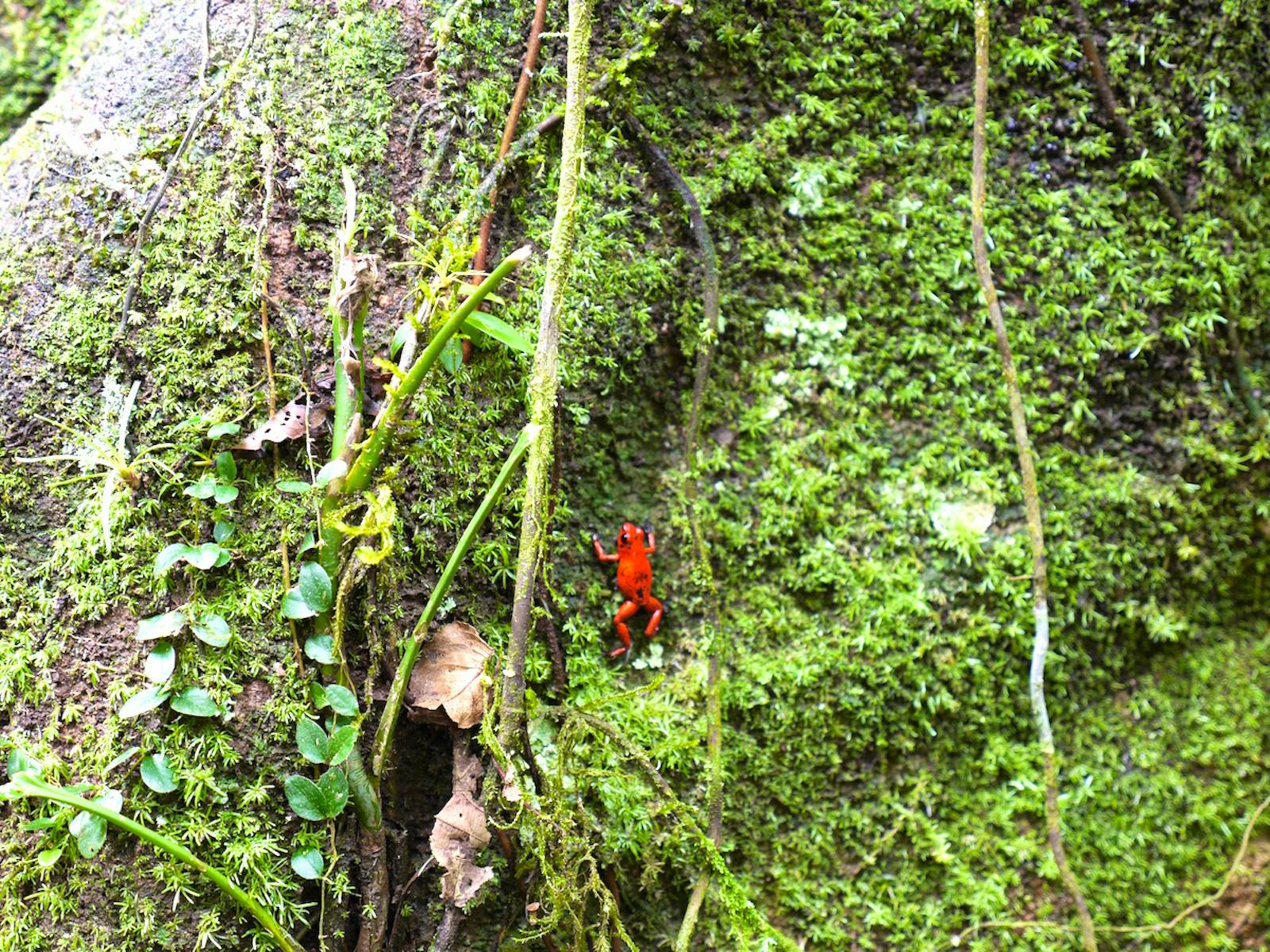 Rainforest Lodge Volunteer in Costa Rica 2024