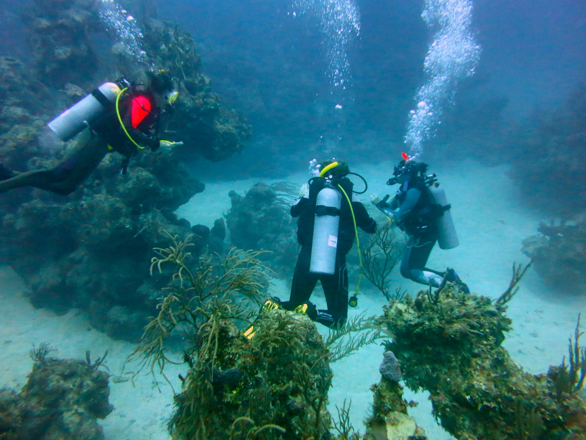 Marine Diving - 趣味