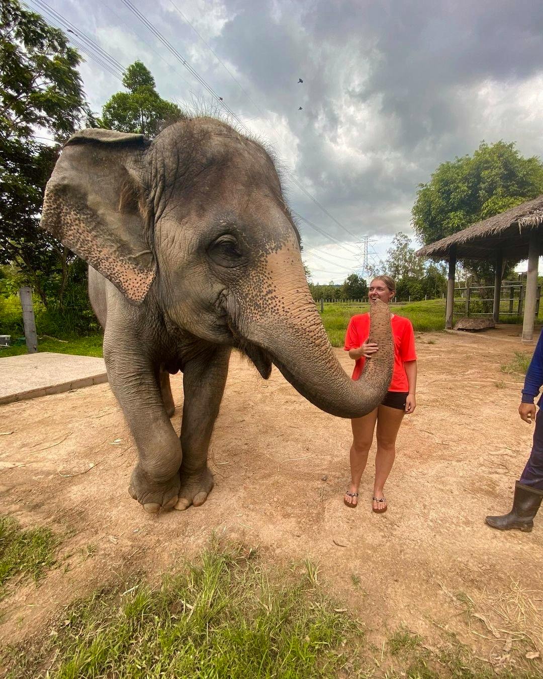 Thailand Elephant Volunteers Volunteer In Thailand 2024   323811576471696405123228822391526943140480n 1 