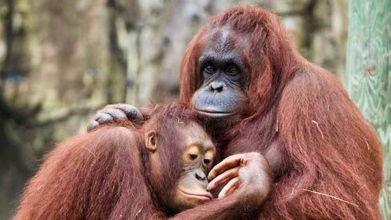 Voluntariado com Orangotangos Orangutan Conservation Assistant