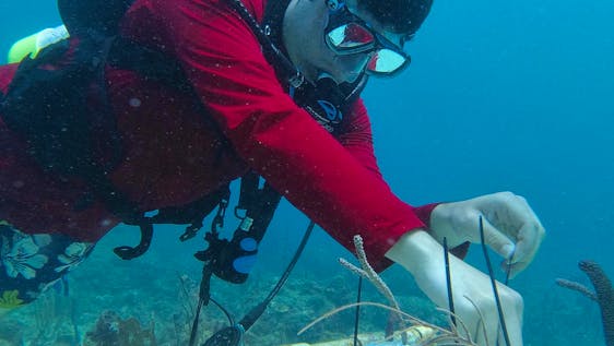 Volunteer in the Caribbean Coral Reef Regeneration Assistant