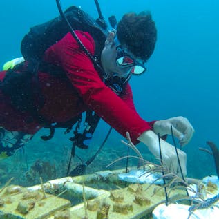  Coral Reef Regeneration Assistant