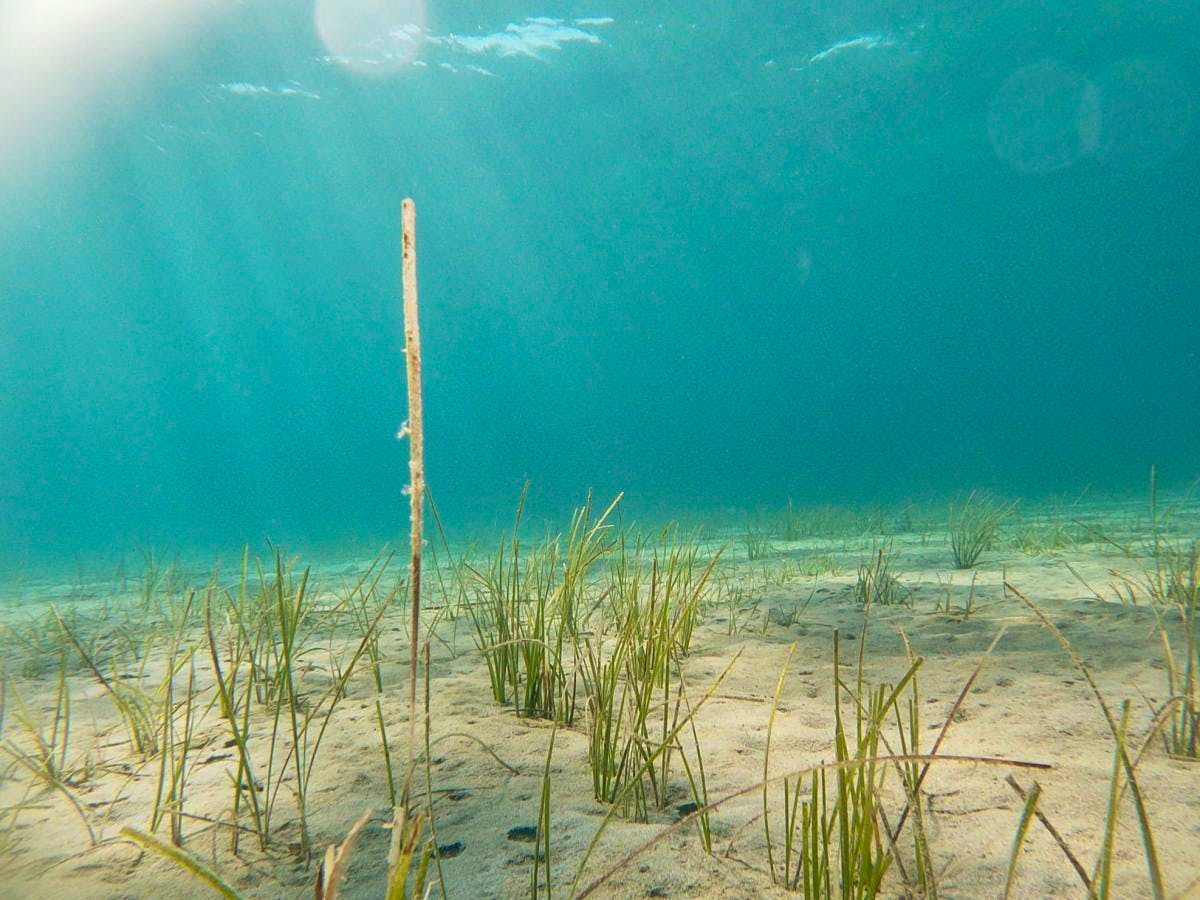 Greece Marine & Conservation Volunteers | Volunteer in Greece 2025