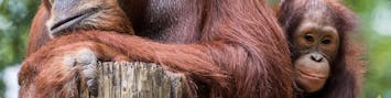 Rescued Orangutan in Borneo Sanctuary