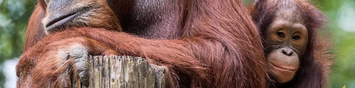 Orangutan Sanctuary Volunteer With Orangutas 2021 Volunteer World