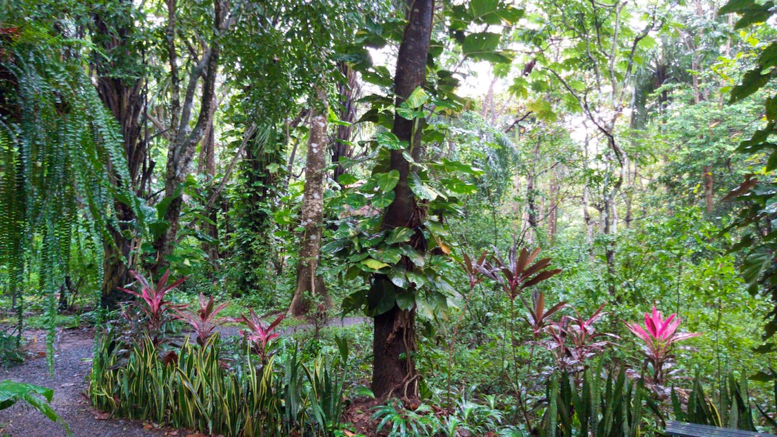 Wildlife Conservation Volunteer in Costa Rica Volunteer in Costa Rica