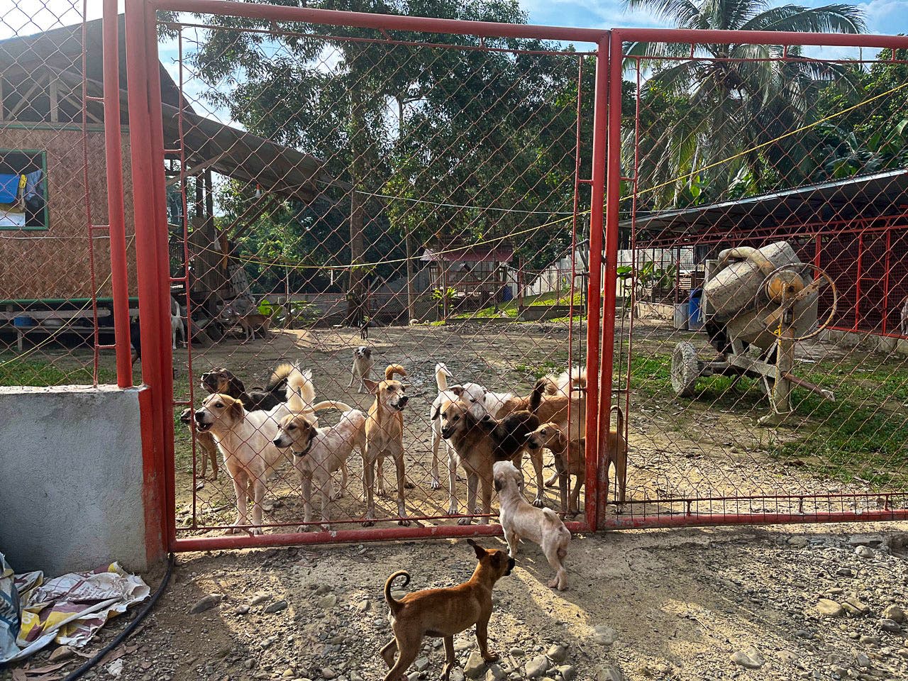 Animal Refuge Animal Shelters Near Me Looking For Volunteers 21+