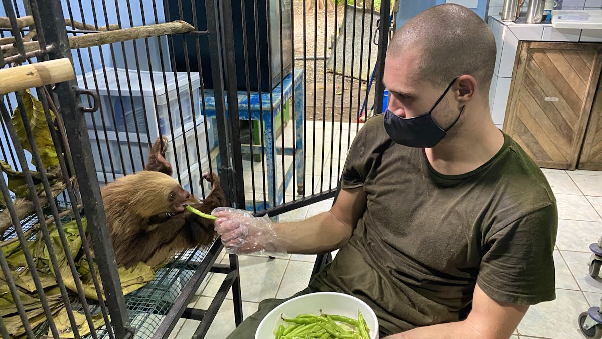 Veterinary Internship With Wildlife Volunteer in Costa Rica 2024