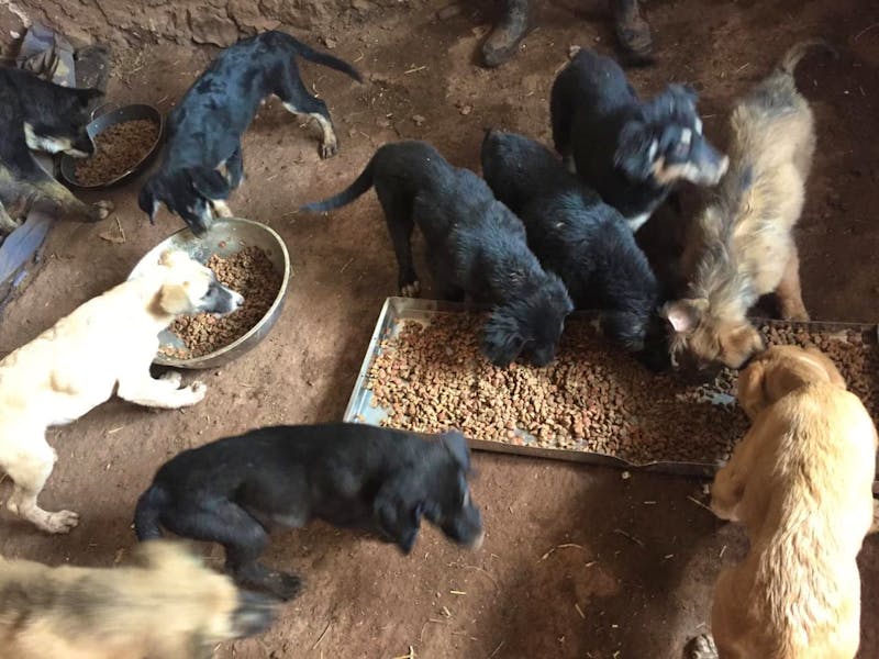 Street Dog Rescue Volunteer in Sri Lanka 2023