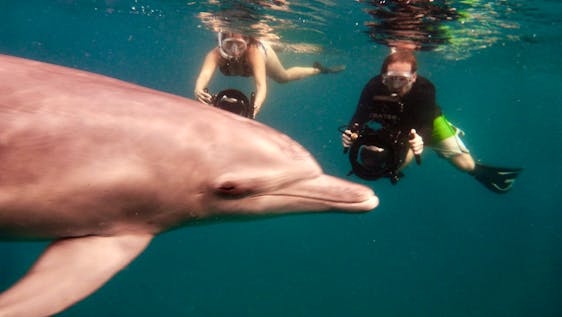 Volunteer in the Mozambique Long-term DolphinCare Assistant 90N