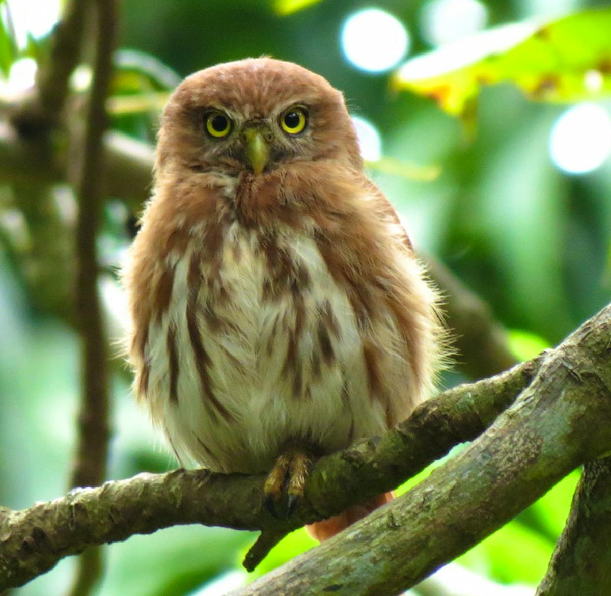 Animal Rescue & Release Center | Volunteer in Costa Rica 2024