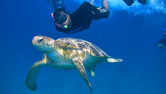 Volunteer Projects in Malaysia Sea Turtles Conservation Assistants
