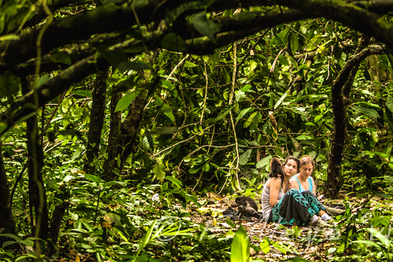 Animal Rescue & Release Center Volunteer in Costa Rica 2024