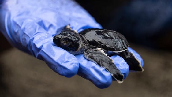 Sea Turtle & Rainforest Conservation Program