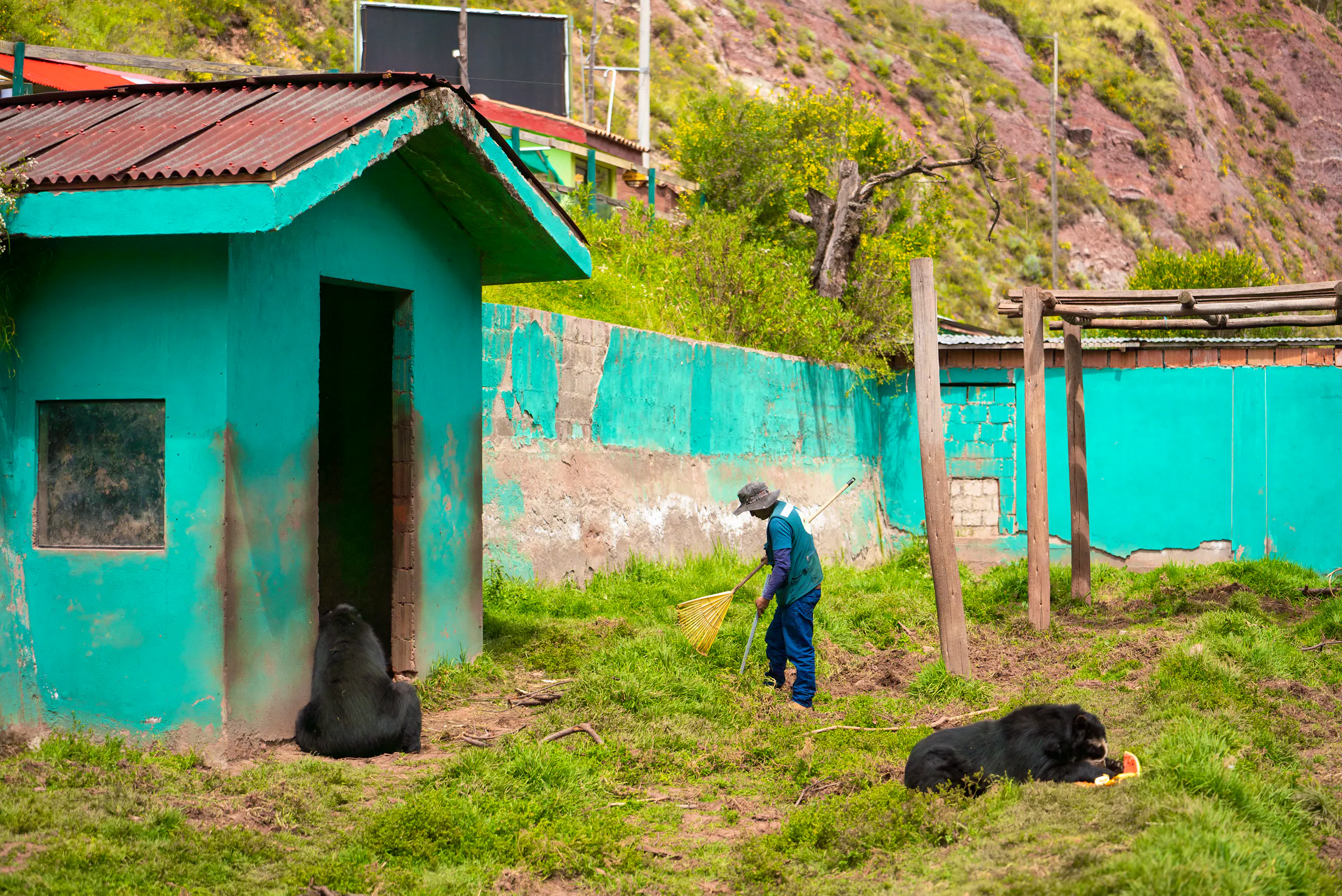 Peru Wildlife Rescue Volunteers | Volunteer in Peru 2025