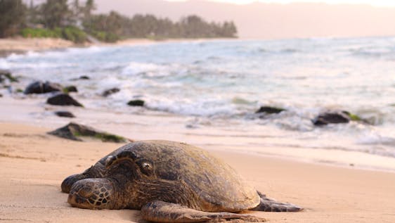 Sea turtle along the beach