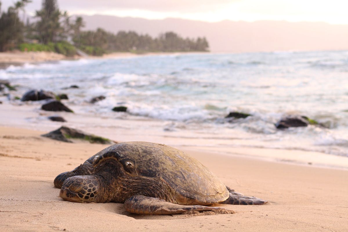 Sea Turtle Conservation | Volunteer in Ghana 2025