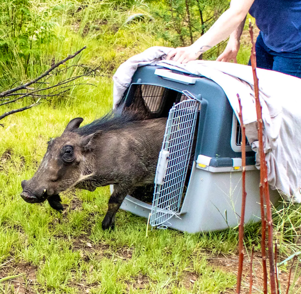 Wildlife Rvt Wildlife Veterinary Medicine and Rehabilitation | Volunteer in South ...