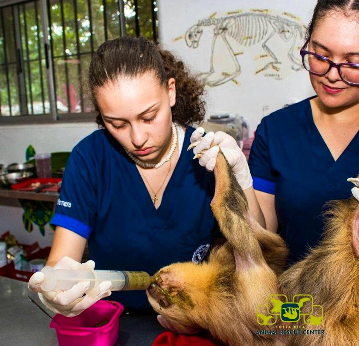 Animal Rescue Center Supporter | Volunteer in Costa Rica 2024