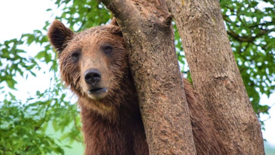 Voluntariado com Ursos Bear Conservation