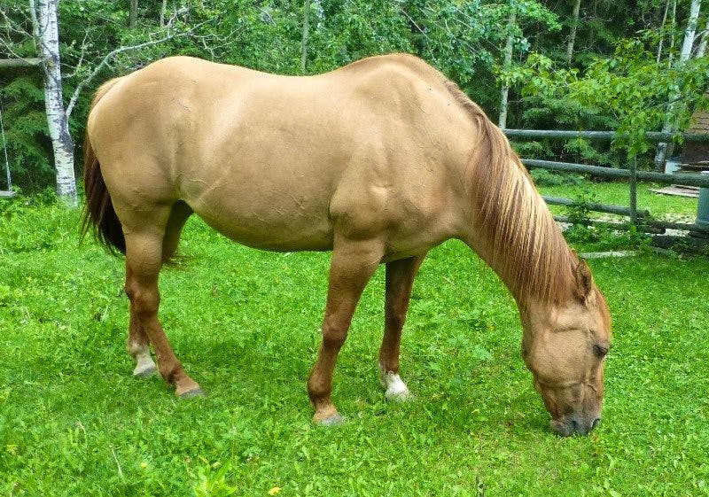 Horse Rescue & Caretaker Volunteer in Canada 2024