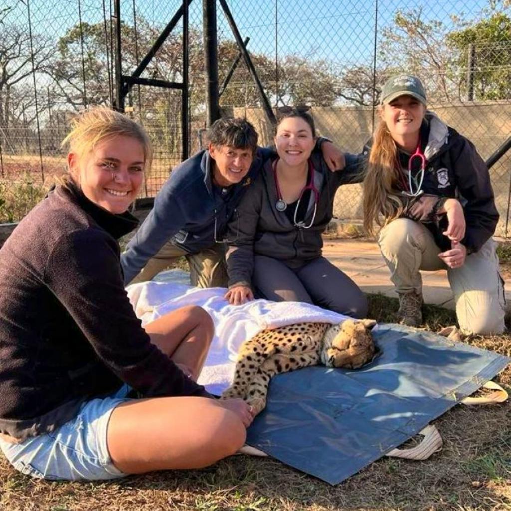 Cheetah and wildlife rehabilitation centre | Volontärarbete i South Africa  2024