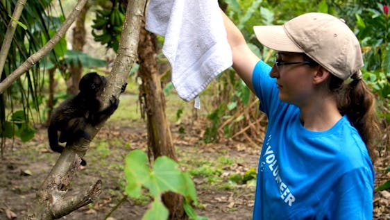 One of our volunteers aiding a baby howling monkey