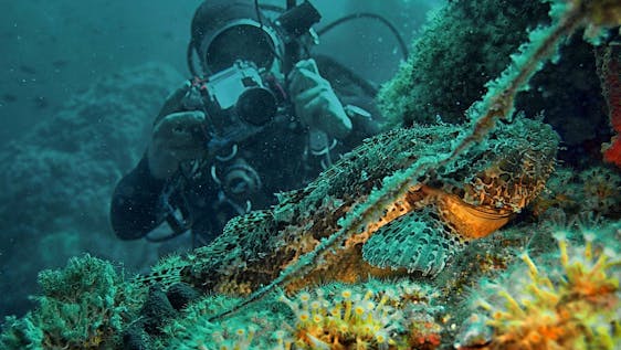 Korallenriff Schutzprojekte Eco Diving