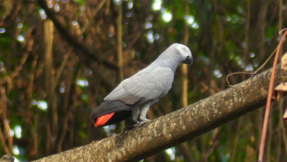 African Grey Parrot Conservation