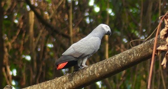  African Grey Parrot Conservation