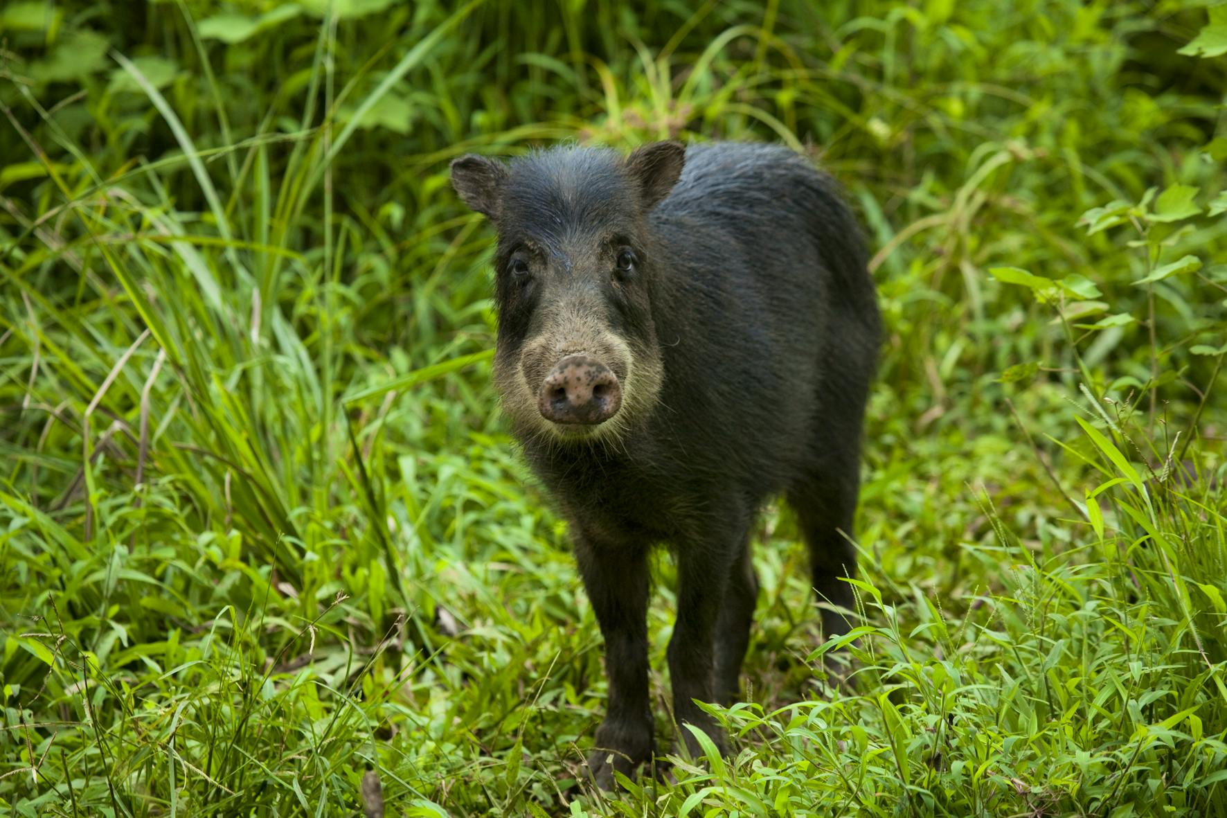 Indigenous Wildlife Rescue Supporter Volontärarbete i Costa Rica 2023