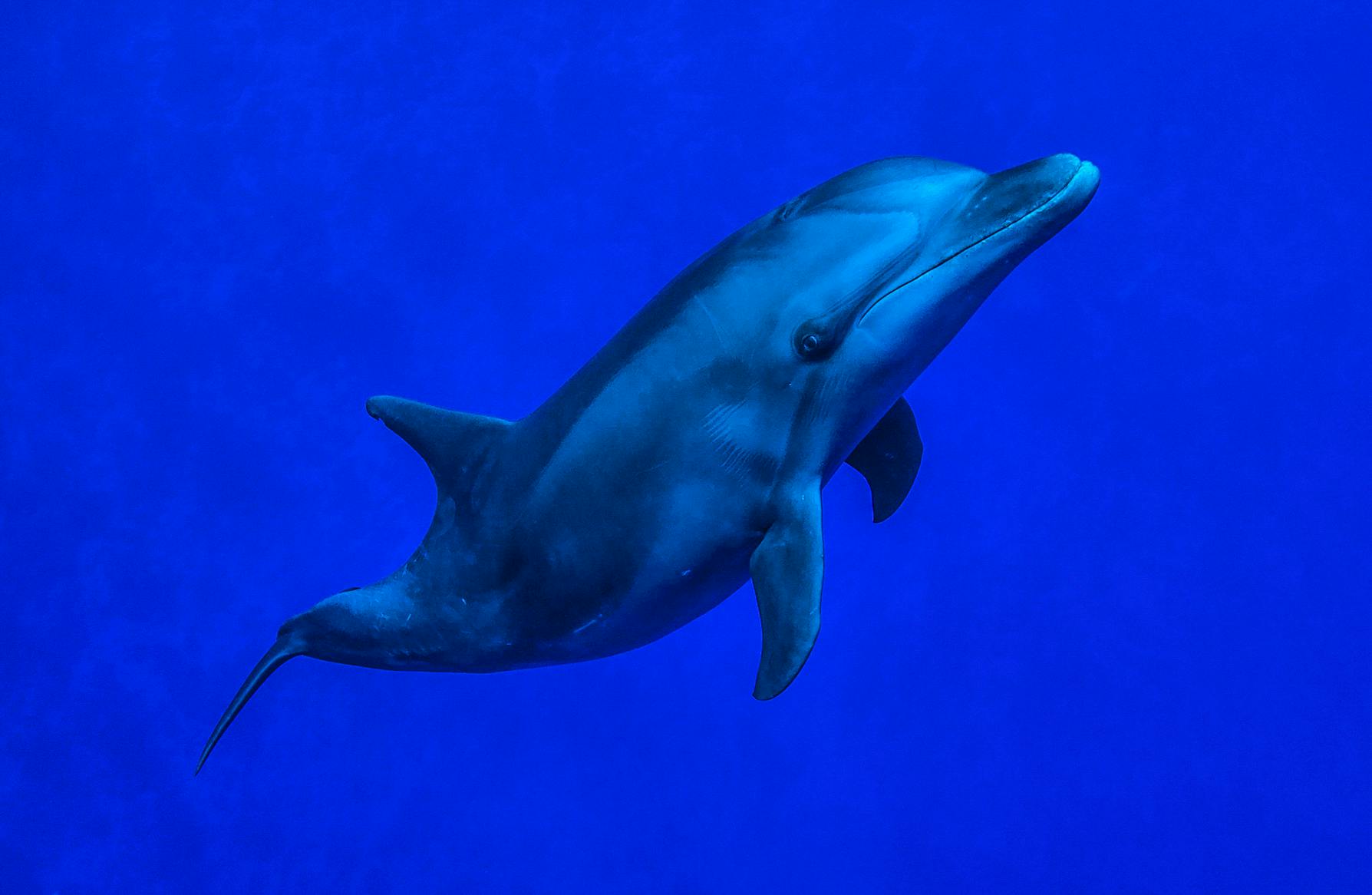 Dolphin behavior and conservation  Frivillig i French Polynesia 2024