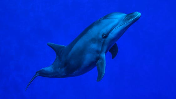 Lelia is a female bottlenose dolphin ; she belongs to the Tiputa community.