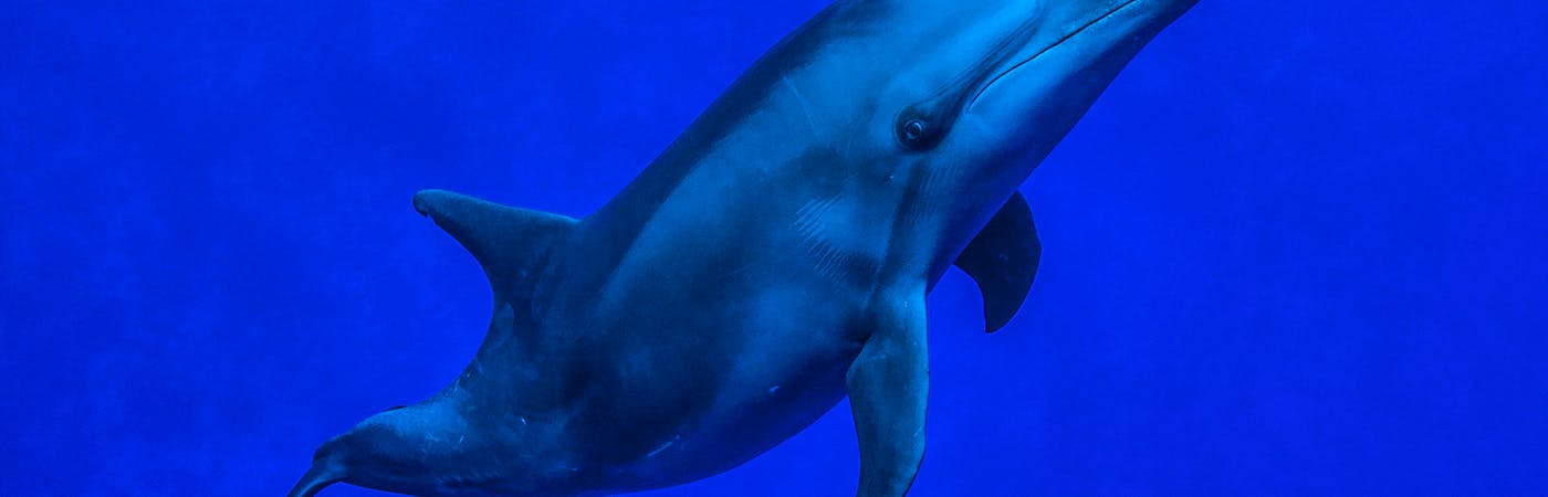 Dolphin behavior and conservation