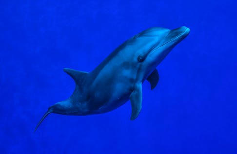  Dolphin behavior and conservation