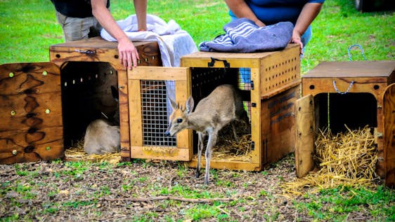 Baby rescued antelope