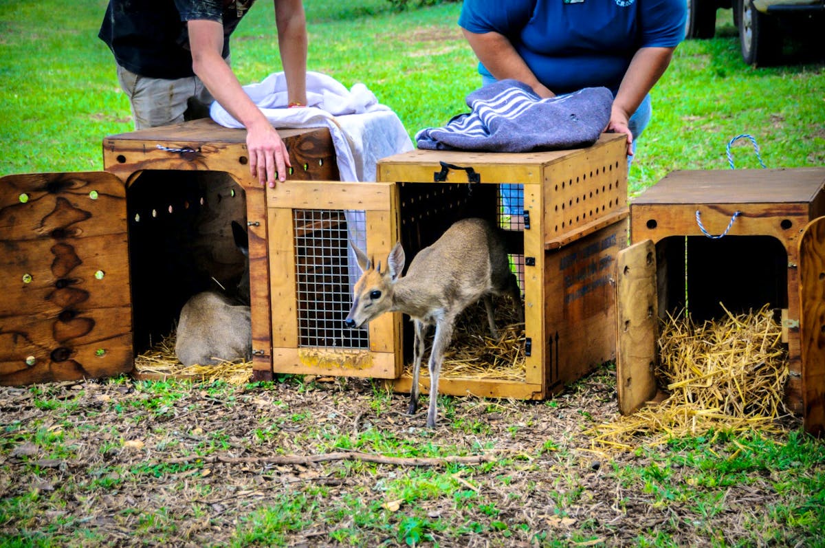 Wildlife Rescue, Rehab and Veterinary Clinic Volunteer in South
